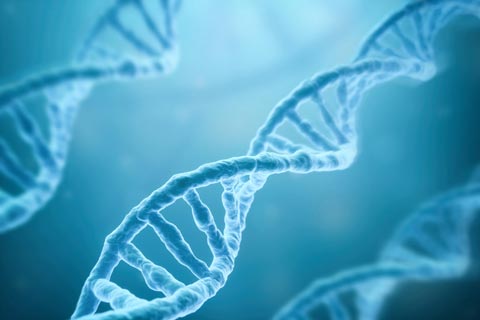 DNA Biotin is essential for DNA stability.