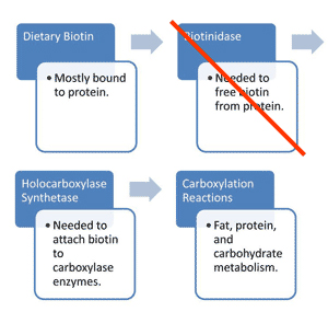Diagram_for_biotinidase_deficiency