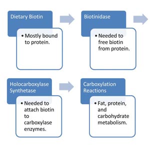diagram_for_carboxylase_deficiency