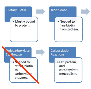 Diagram_for_holocarboxylase_sythetase